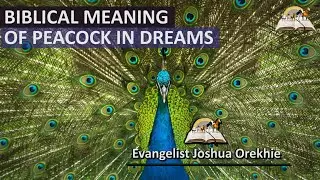 Biblical Meaning of  PEACOCK In Dream - Peacock Feathers And Symbolism