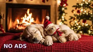 🔴 12 Hours Dog Sleep Music 🐾 Relaxing Sounds 🎵 Helps Reduce Anxiety & Night Restlessness 💖