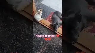 #petsdog#love