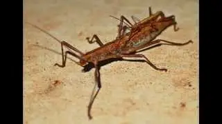 He Ain't Heavy...adult grasshopper gives baby a ride