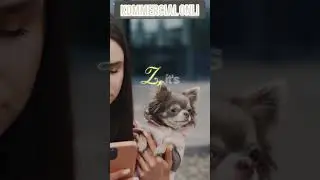 pet influencer yarn