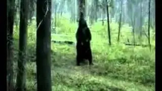 Boogie Bear Scratches an Itch