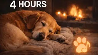 Soothing Music for Dogs 🐾 | Calm Anxiety, Relax & Sleep Peacefully