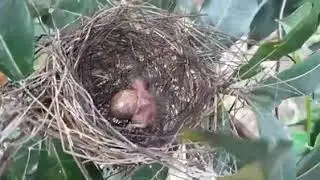 Ninho de curi&oacute; na natureza uma beleza