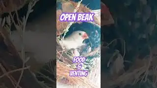 Pet bird: Nest cleaning 🧹 😀 #pets #shorts