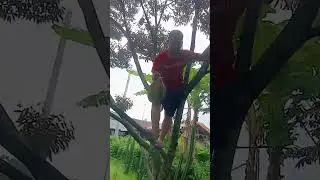 metik durian cane/masmuar