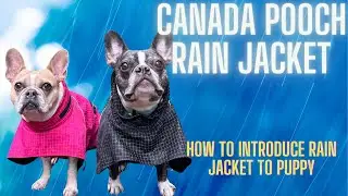 Rainy Day Must-have: Canada Pooch Raincoat Review & Puppy's First Rain Jacket Introduction!