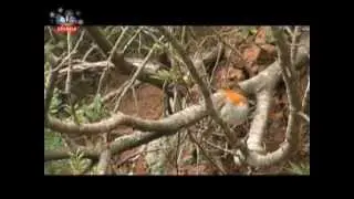 Vida Selvagem - Arrábida, Portugal.avi