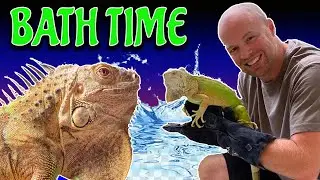 Do IGUANAS like water - Iguanas behind the scenes