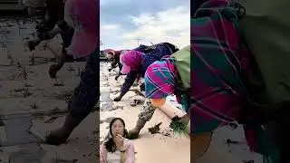 Cooperation in transplanting rice#funny