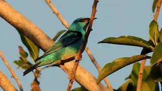 Blue Dacnis: calling, Free in nature! (Dacnis cayana) Saí Azul, Colorful birds, Exotic bird