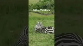 Jebbra Vs jebbra #animallife #animals #wildlifeentertainment #wildliferescue #wildlife #jebbra