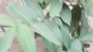 #All plants my garden#