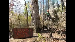 Florida's 7th Largest Cypress Tree