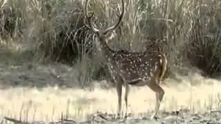 Grito del ciervo