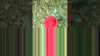 Flowers Illusion. #nature #life #garden #beautiful #gardening #floral #drawing #art
