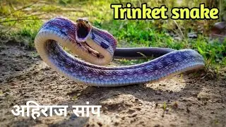 Common trinket snake A to Z information | Rare Trinket snake #trinketsnake #indiansnake
