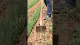 Smart tools and fast ways to care for onion plants #shorts #shots