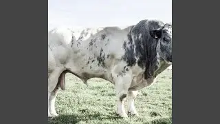 Oesterverwoester