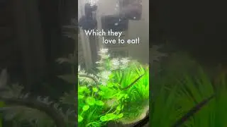 Pipefish crew eating!