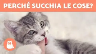 Perch&eacute; il gatto SUCCHIA come se volesse essere ALLATTATO? 🐱