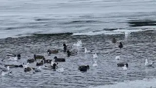 RELAXING NATURE VIDEO | Healing moment of birds in a Frozen River after snow fall 