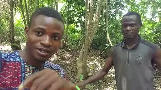Baiting to attract Bees