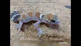 Dichschwanz-Gecko 