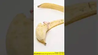 Banana Farming Tips for Beginners!&nbsp;🌾🍌. #soultree #shorts
