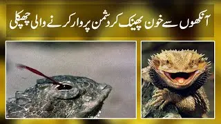 Awesome animal 😿 Unique animals in world 😿 Lizard blood in eyes