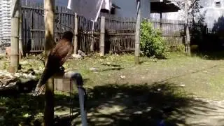Alap alap Kestrel skill hunting