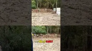 Trigger Comparison: Compact vs. Carry for New Shooters