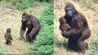 Pilot Filmed This Bigfoot Footage Before He Disappeared -  Sasquatch Story