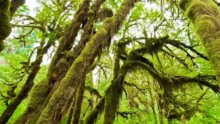 The Hoh Rainforest, Olympic National Park. Hiking Hall of the Mosses.