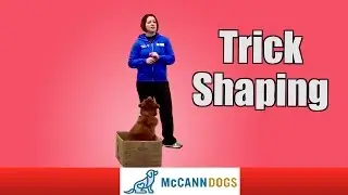 Shaping Dog Tricks
