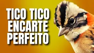 CANTO DO TICO TICO ENCARTE PERFEITO PARA SEU TICO TICO ENCARTE RÁPIDO ESQUENTAR TICO TICO RAPIDO