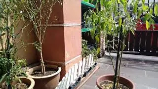 cili daun gugur-musnah atau pulihkan