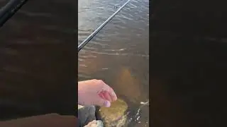 Судаки Каменское(Дндз) ч1)