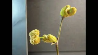 Platanus hispanica 1