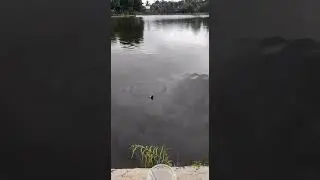 Mancing nila di setu borces