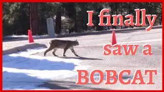PINAY MOM SA AMERIKA: BOBCAT CROSSING THE STREET IN NEW MEXICO