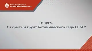 Гинкго // открытый грунт Ботанического сада СПбГУ