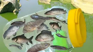 Bottle Fish Trap || Smart Boy Catching Fish With Plastic Bottle #fishing