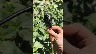 Container Gardening - Irrigation Repair #containergarden #containergardeningideas #earthbox