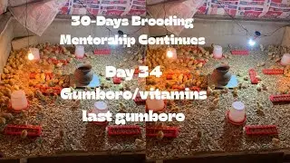 Day 34 How to raise chicken/chicks 30-Days Brooding layers and broilers Mentorship programme.