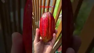 Cocoa fruit #philippines #travel #garden #plants #greenhouse #fruit #trending