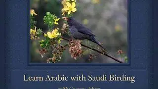 Learn Arabic with Saudi Birding - Lesson 1