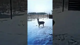 Deer😱 #deer #dangerous #attack #wildanimals #animals  #shorts
