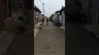 Detik-Detik Monyet Menyerang Warga Kabur Melompat ke Atap Rumah #shorts #shortvideo #monyetlucu