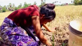 Wow!!! Brave Babe Girl Catch a Big Snake in my Village   How to Catch a Big Snake